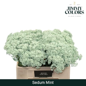 Sedum L55 Mint