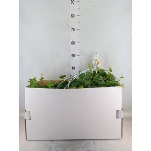 Hedera helix 'Pittsburgh'