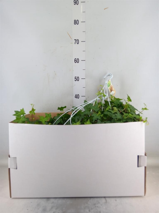 <h4>Hedera helix 'Pittsburgh'</h4>