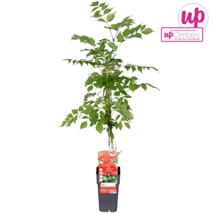 Campsis radicans P15