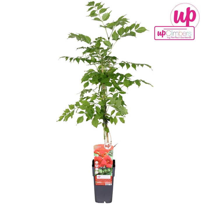 <h4>Campsis radicans P15</h4>