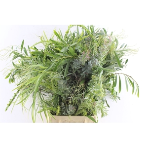 Acacia Mix