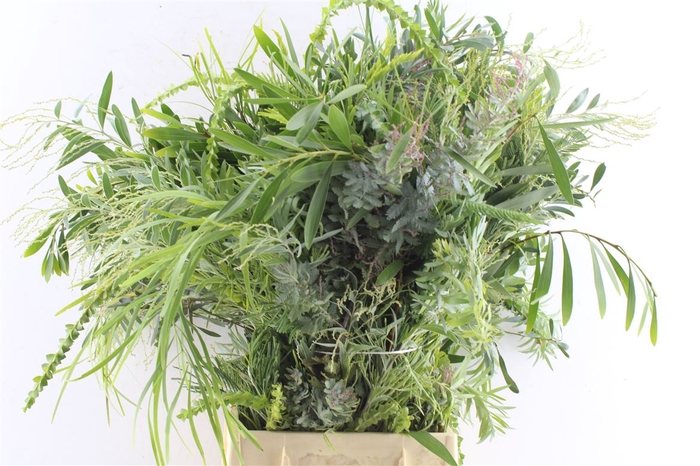 Acacia Mix