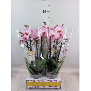 Phalaenopsis multi.