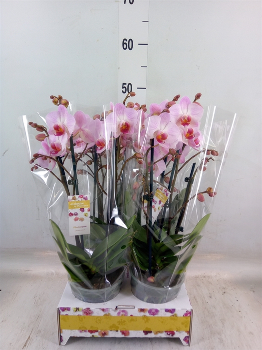 <h4>Phalaenopsis multi.</h4>