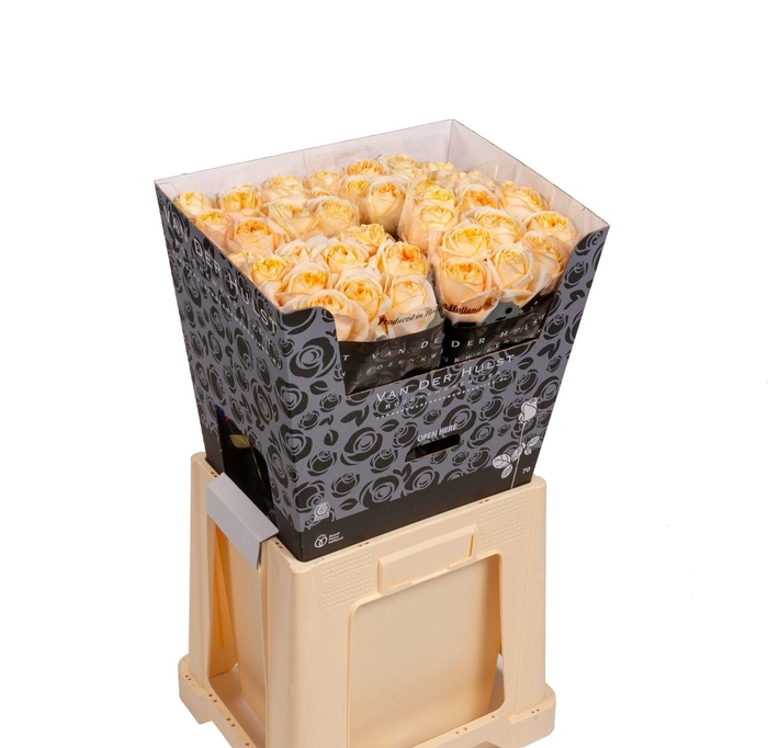 <h4>R GR LONDON TOWER</h4>