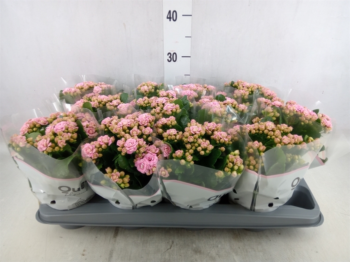 Kalanchoe   ...