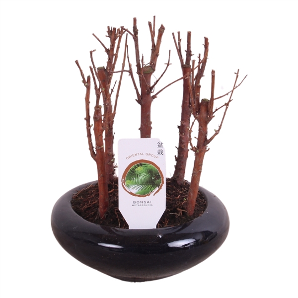 <h4>Outdoor Bonsai Metasequoia Forest ø16cm flat round pot</h4>