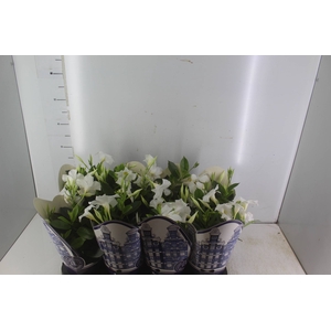 MANDEVILLA P14