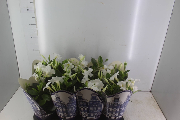 <h4>MANDEVILLA P14</h4>