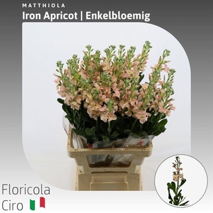 MATTH IRON APRICOT