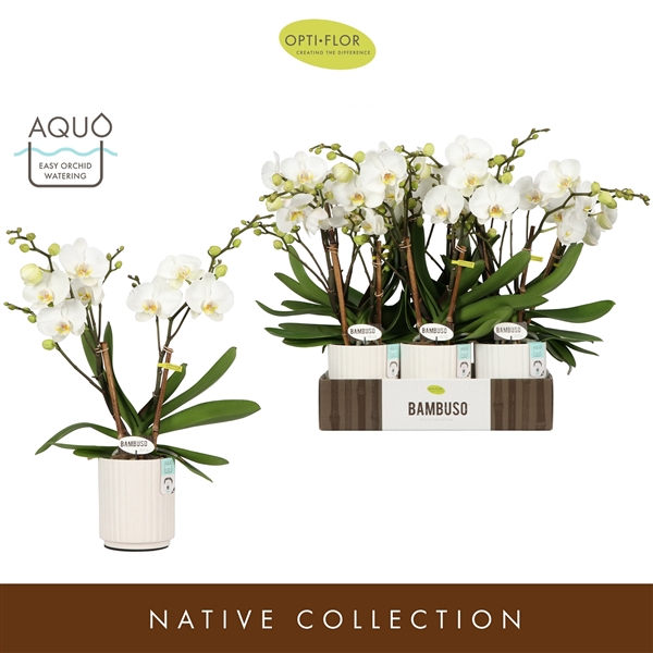 <h4>Phal Bambuso Inyo Aquo White</h4>