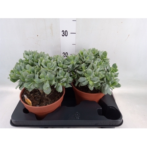 Crassula arborescens subsp. undilat