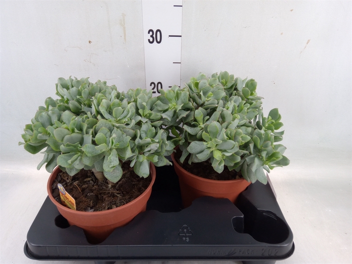 <h4>Crassula arborescens subsp. undilat</h4>