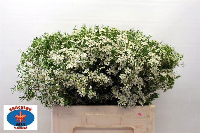 <h4>CHAME UN OFIR</h4>