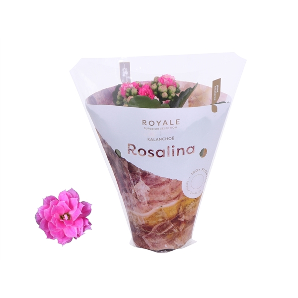 <h4>Kalanchoe Rosalina 07cm Royale Nando roze</h4>