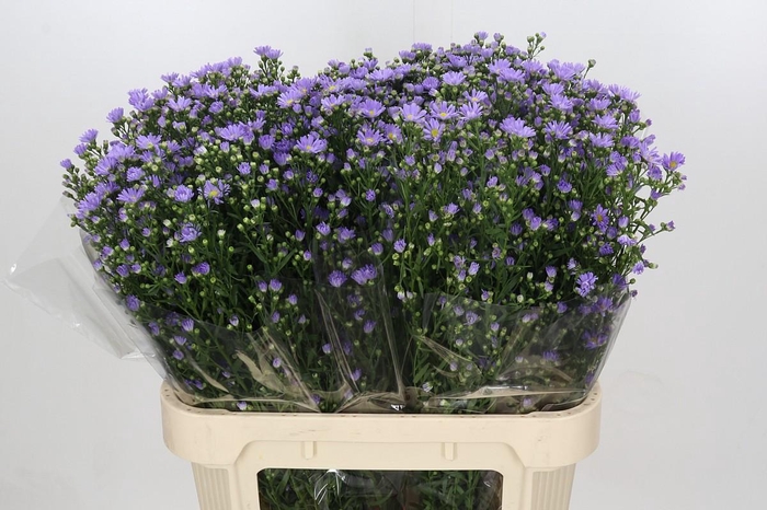 <h4>Aster Cassandra</h4>