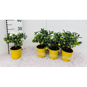 Citrus eustis Limonella mini-stem