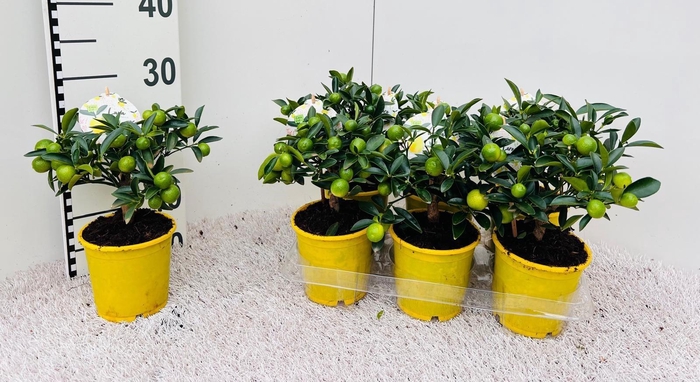 <h4>Citrus eustis Limonella mini-stem</h4>