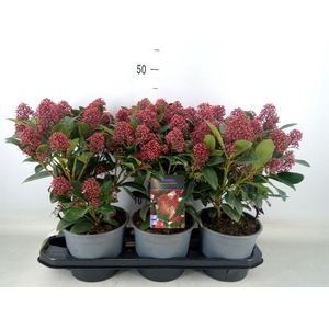 Skimmia jap. 'Rubella'