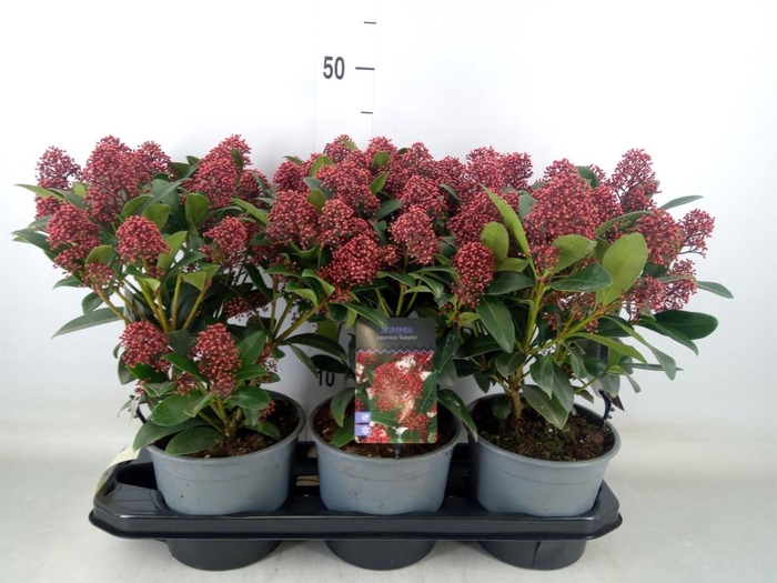 <h4>Skimmia jap. 'Rubella'</h4>