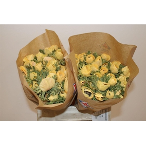 Anem Marianne Powder Abricot