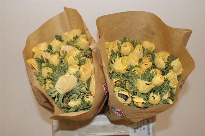 <h4>Anem Marianne Powder Abricot</h4>