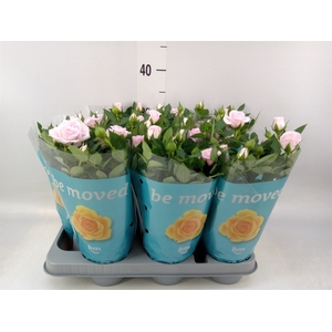 Rosa  'Baby Jewel'