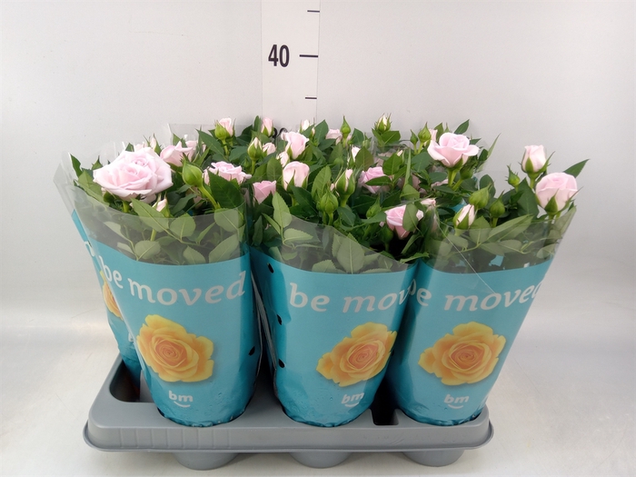<h4>Rosa  'Baby Jewel'</h4>