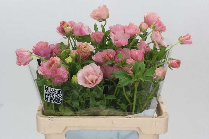 <h4>RAN BUTTERFLY ISIS</h4>