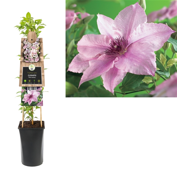<h4>Clematis 'Pink Fantasy' +3.0 label</h4>