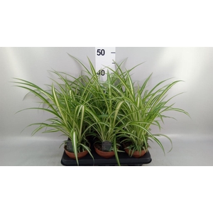 Chlorophytum com. 'Variegatum'
