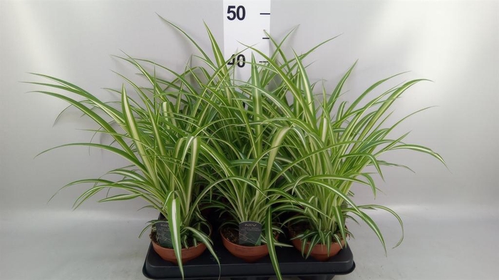 <h4>Chlorophytum com. 'Variegatum'</h4>