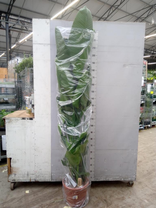 <h4>Strelitzia nicolai</h4>