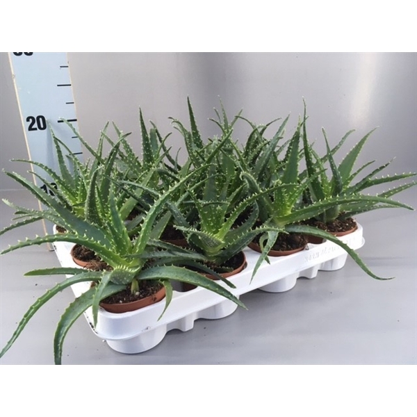 <h4>Aloe arborescens 9</h4>