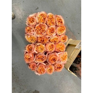 R Gr Juicy Xpression