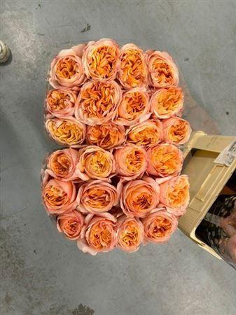 <h4>R Gr Juicy Xpression</h4>