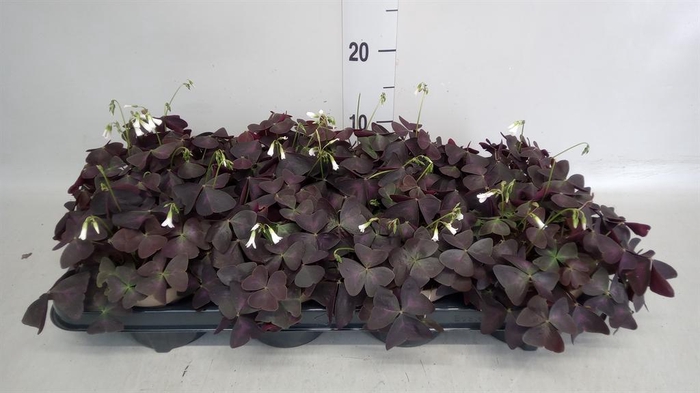 <h4>Oxalis trian.</h4>