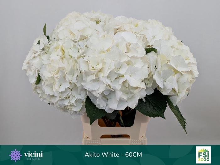 <h4>HYDR M MY AKITO</h4>