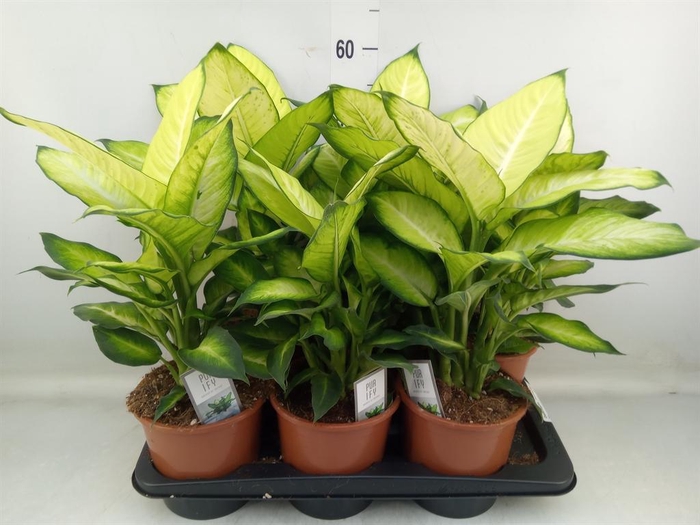 <h4>Dieffenbachia  'Summer Style'</h4>