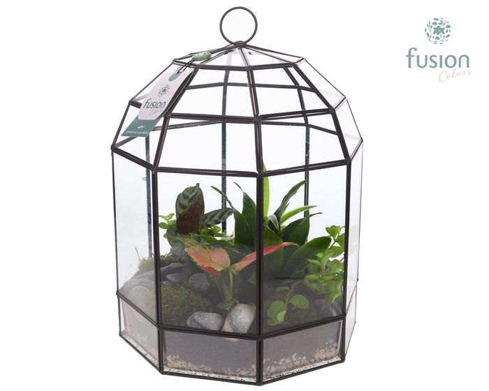 <h4>Lantaarn Geometrisch met Terarrium arrangement</h4>
