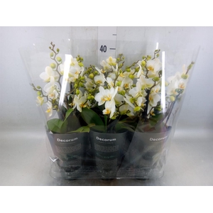 Phalaenopsis multi. 'Ant Lausanne'