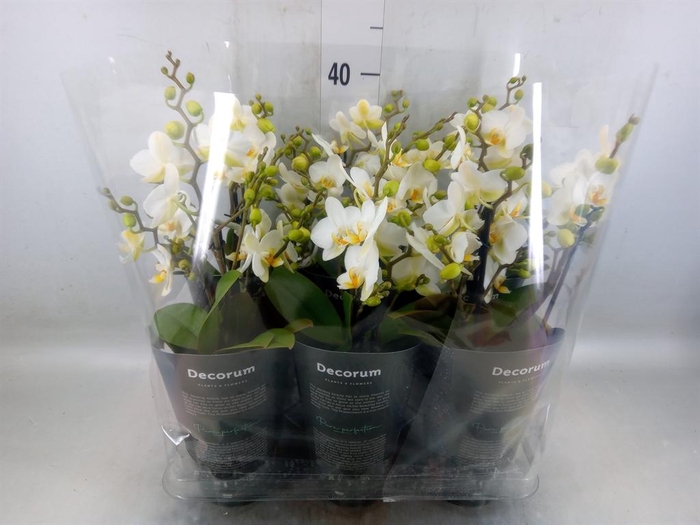 <h4>Phalaenopsis multi. 'Ant Lausanne'</h4>