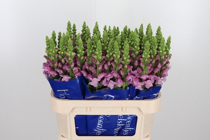 <h4>Antir Op Lavender</h4>