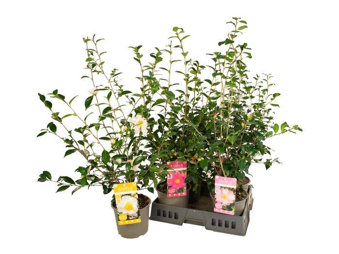 <h4>CAME SASANQUA</h4>