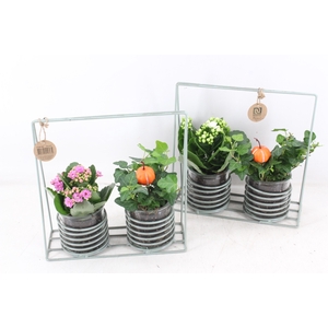 arr2 TD - Zink rek 2glas pompoen - roze/wit