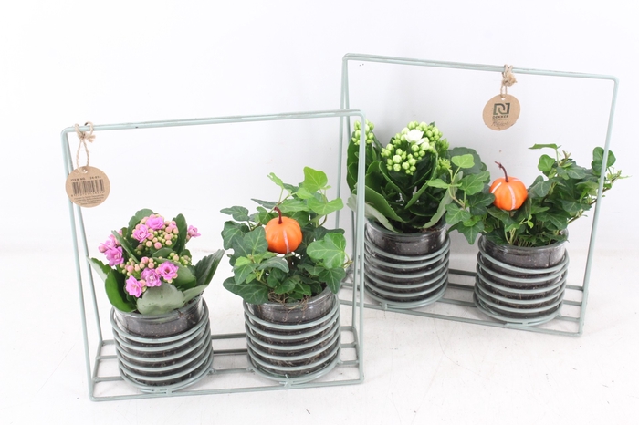 <h4>arr2 TD - Zink rek 2glas pompoen - roze/wit</h4>