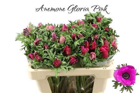 <h4>Anem Co Gloria Pink</h4>