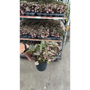 Hypoestes phyl. overig