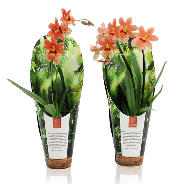 <h4>Inca Nelly Isler Orange 1 spike incl. cascade 9cm in luxury jungle cover</h4>